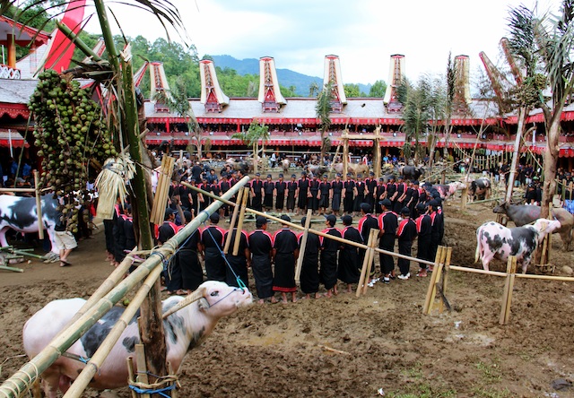 Budaya Toraja ‘Aluk To Dolo’